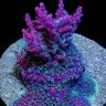 MakoManc
