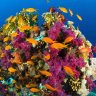 Reef News