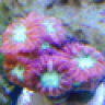 ET REEF