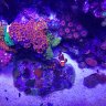 ReeferMatt79