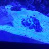 aviationreef