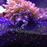 Coolbri