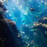 Ocean lover