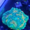 Reefboy1