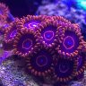 suko_reef