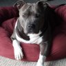 kingdog22