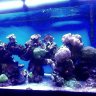 fishguy622