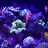 ReefingFredster