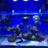 NKG reef