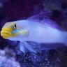 AllSignsPointToFish
