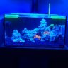 REEFLIFE.27