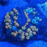 CoralsAddiction