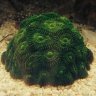 Cali_Coral