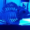 njtiger aquariums