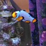Baby Ray