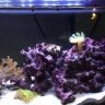 ReefMama
