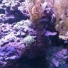 jlmfishlady