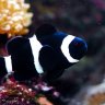 AquaAlexCardinale