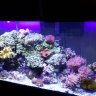 reeftankaddict
