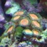 AJ Reef