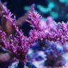 Coral in the reef