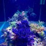 coral gardens