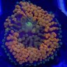 Drsreef