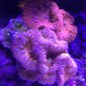 reef-keyper79