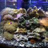 reefnut29