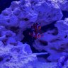 Mango_Reef