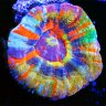 Joshuascoralreef