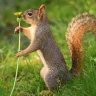Squirrel_reefer