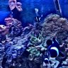 Seaponygirlrider