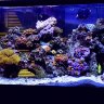 Ozarks Magic Reef