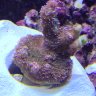 oysterk