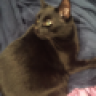 buddymilo