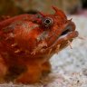 Toadfish