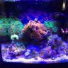 Stonefish