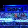 Coral Collectors