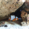 ReefMajor