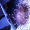 H.B.O. Reefing