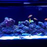 MixedReef55