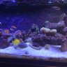 Tautog