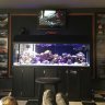 Shadi Shini|Active Reef