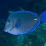 superbluetang