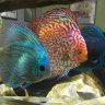 discus727