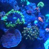 Jam-reef