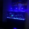 saltwater newby
