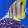 Robbiesreef