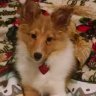 Atlusfox